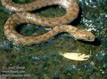 Natrix tessellata DE: W�rfelnatter UK: Dice Snake Tessellated  IT: biscia tassellata CZ: u�ovka podplamat� TR: Su Yilani FR: Couleuvre tessell�e PL: zaskroniec rybo��w  SK: u�ovka f�kan� HU: Kock�s sikl� NL: Dobbelsteenslang